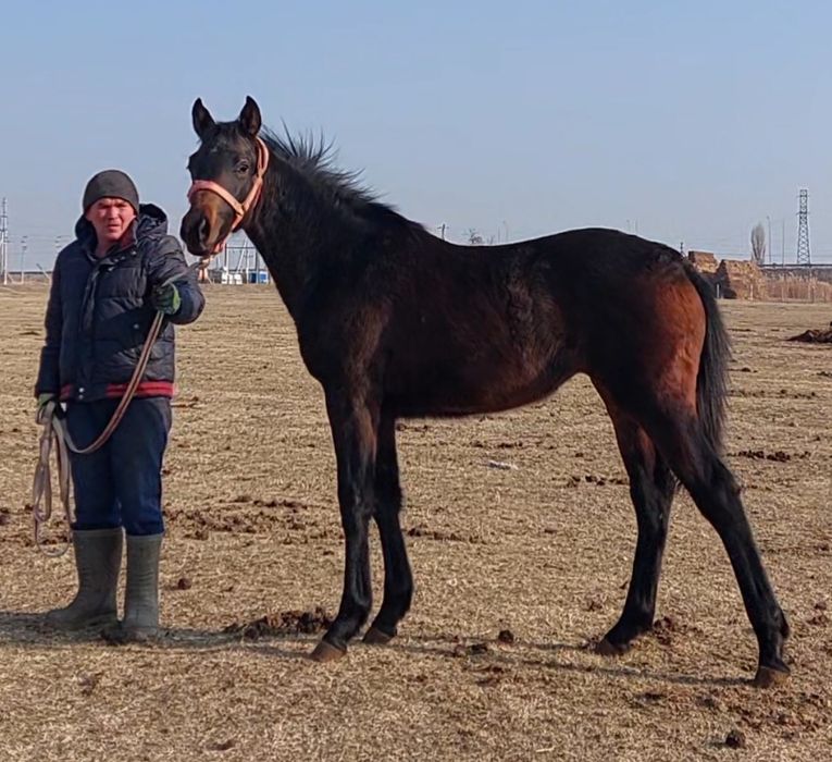 Тазақанды жабағы Ат Жылқы Лошадь Конь