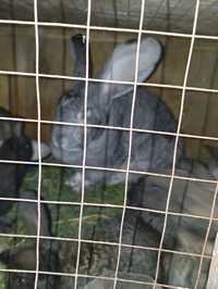 Продам кроликов фландер месячных по 3000 тысячи тенге