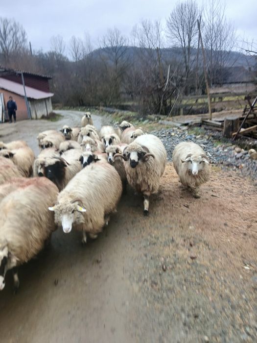 Vând 26 de oi și un berbec