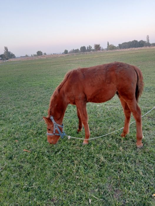 Жеребёнок продам за 280000