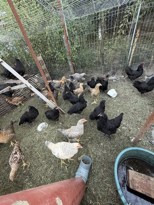 Schimb găini rațe mute și românești cu gâște sau curci inclusiv pui