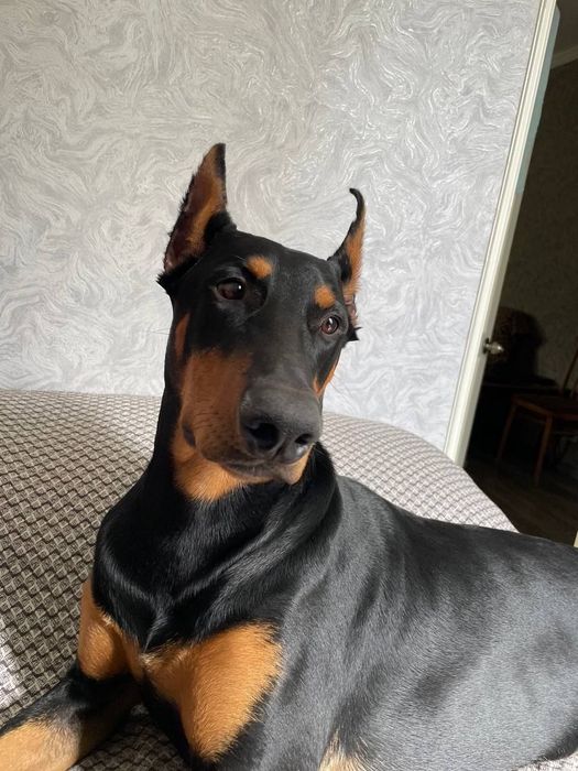 Щенки чистокровного добермана