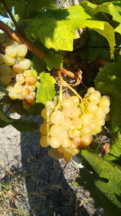 Продавам грозде за вино и ракия