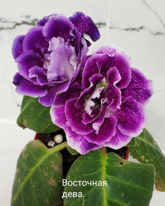Цветущие глоксинии.
