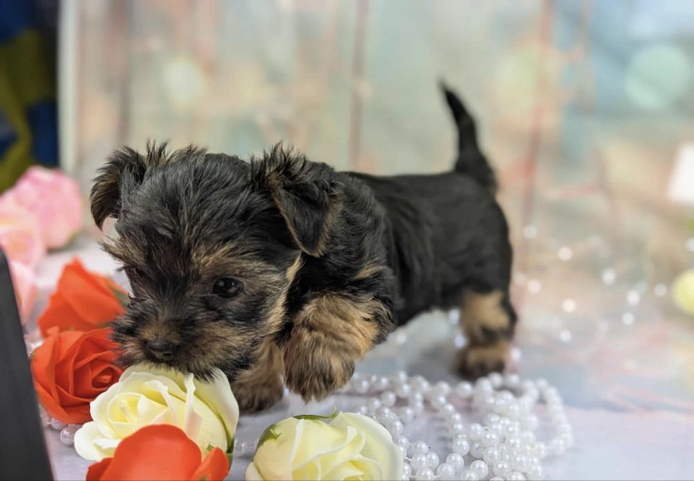 Yorkshire terrier 1300 lei
