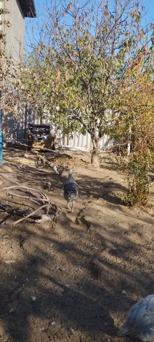 Гоз цесарка индаутка сотилади