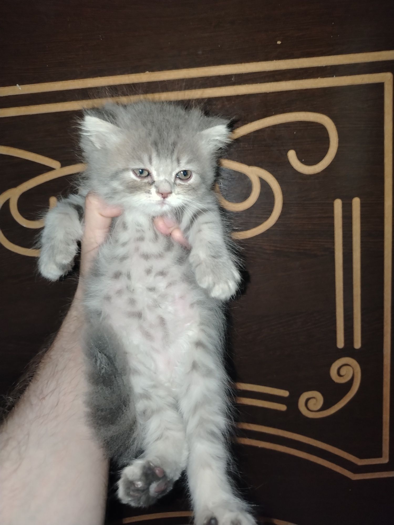 Продаются котята