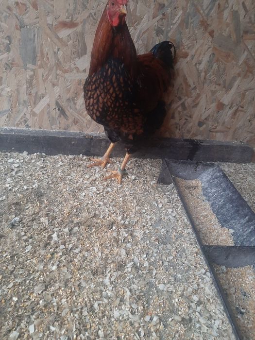 Vand cocos wiandote Gsg.