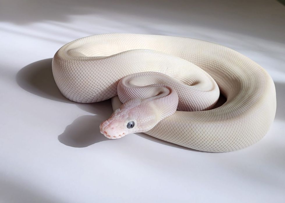 Разные виды змей