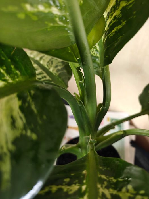 Диффенбахия. Комнатное растение.