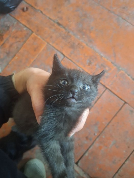 Ласковые котята отдам в заботливые руки
