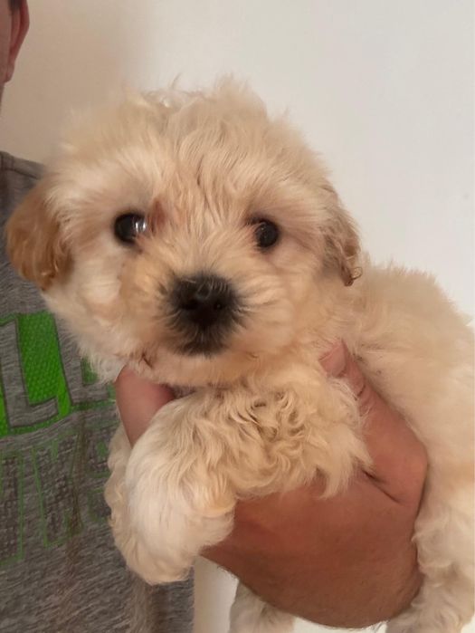 Maltipoo Baiat Toy cu carnet