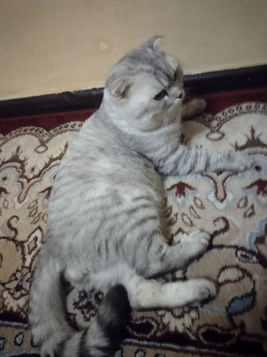 Shinshila toza qon sotiladi