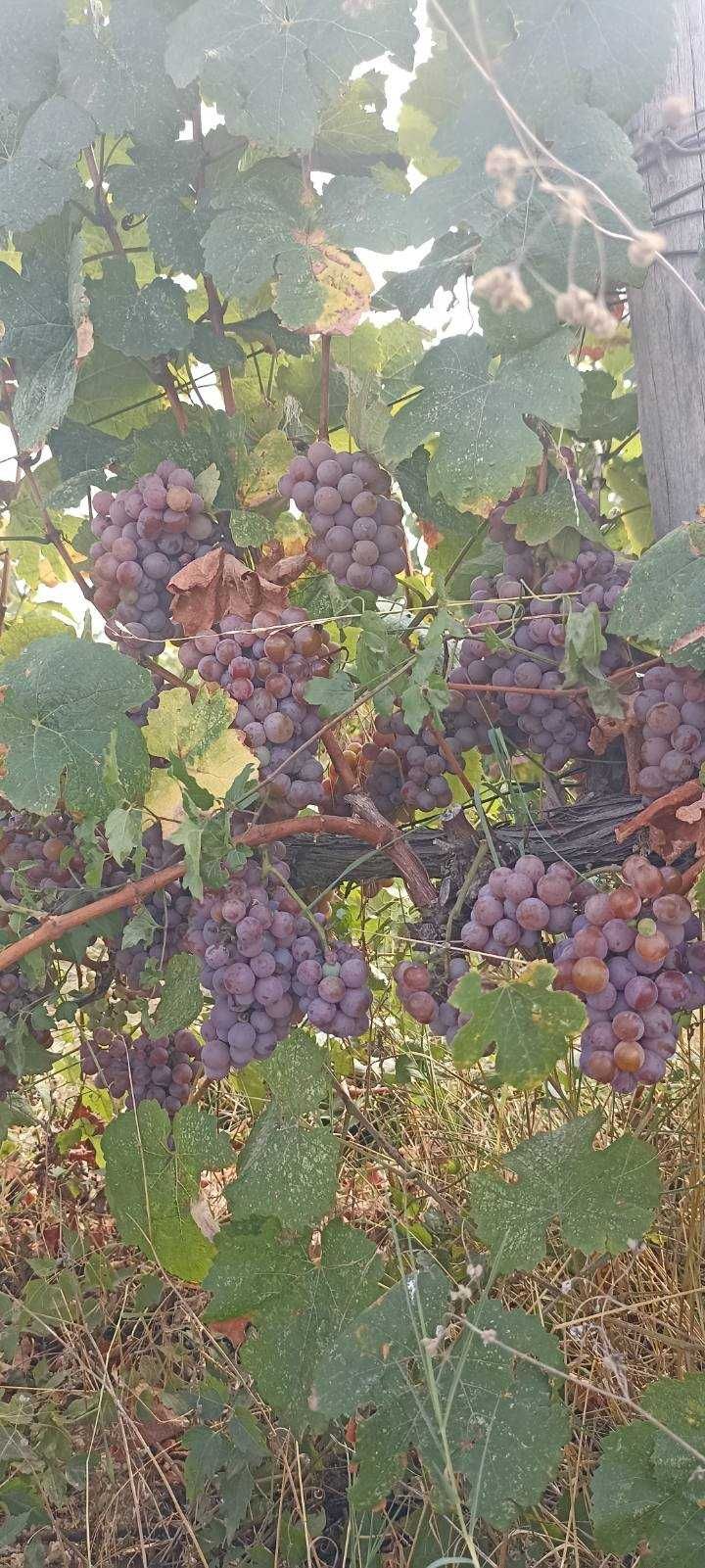 Грозде висока захарност