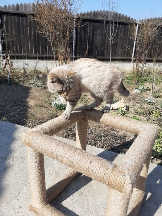 Sisal multifunctional pisici