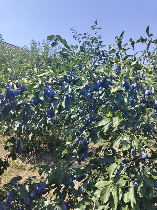 Vand Prune , Traian , Olt