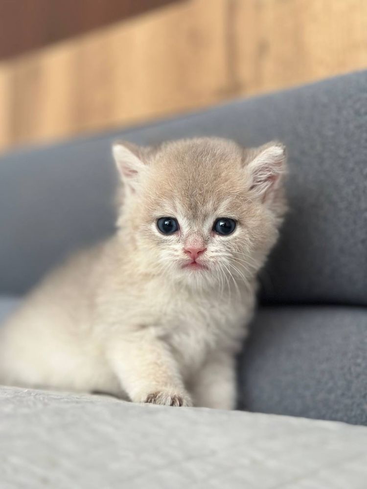 Бритасние котята золотой шиншиллы