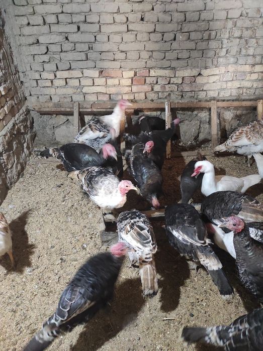 Куркалар сотилади