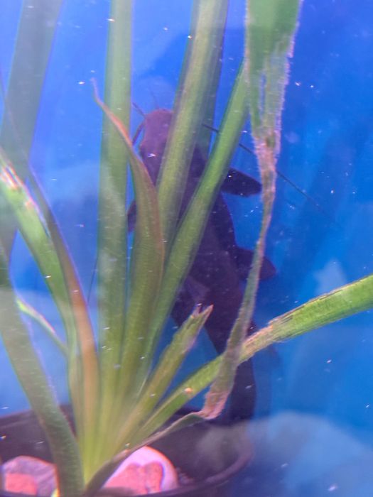 Аквариум с рыбами и черепахой