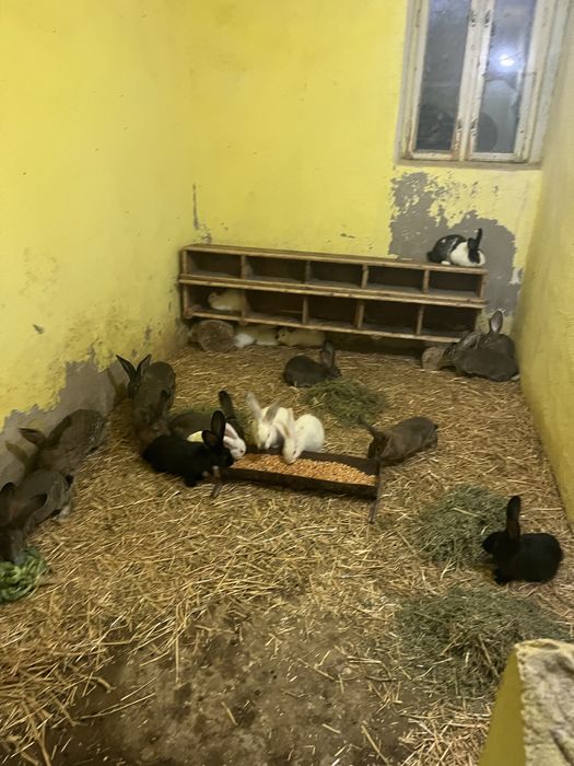 Iepuri tineret de vânzare