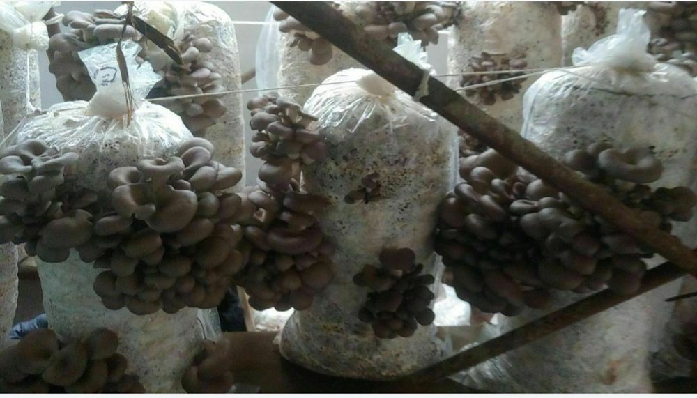 Семена Грибов  Вешинки М-5, КА 17 штп