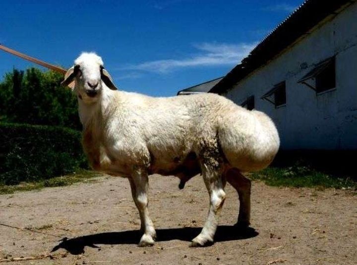 Кошкар племенном!