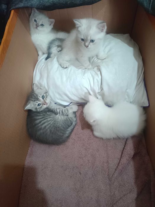 Puiuț British shorthair