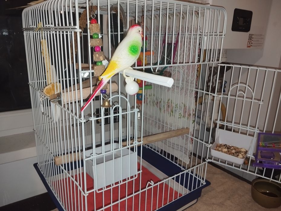 Nifa mascul de vanzare