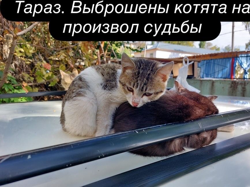 Котята выброшены на произвол судьбы. Ищем дом