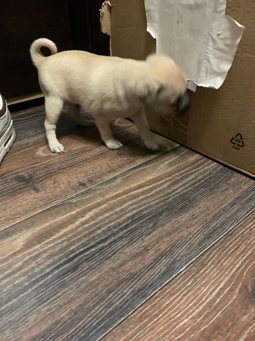 Кученца между пинчер и мопс