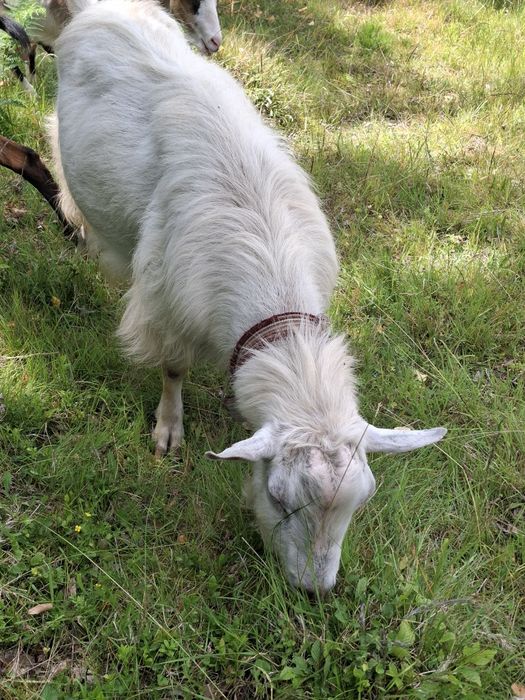 Vând țap sau dau la schimb pe o capra