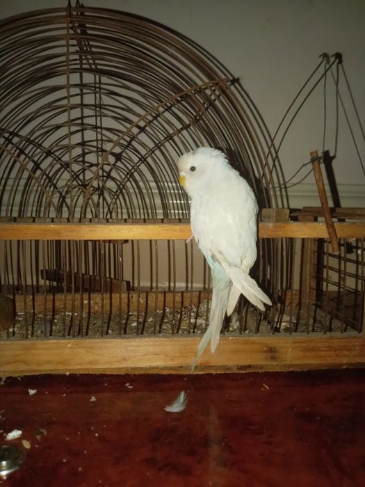 To'ti qushla sotiladi qolga organgan