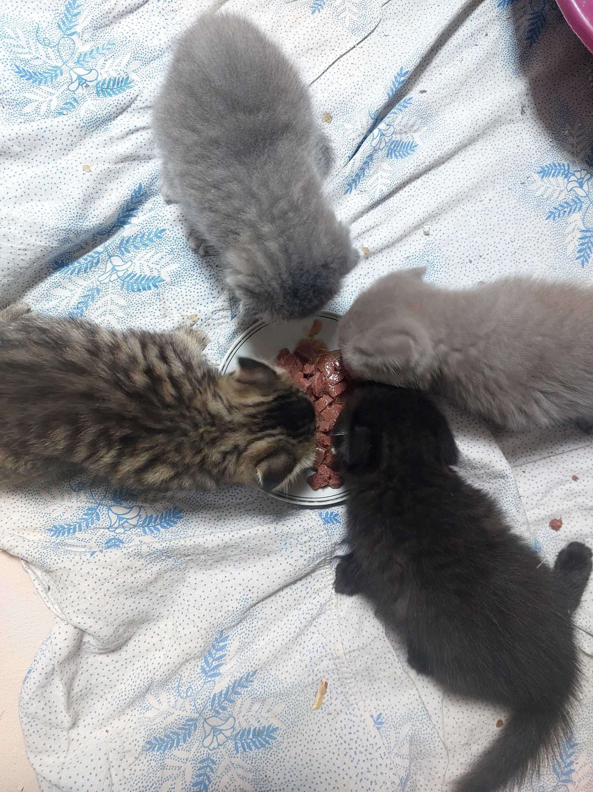 Вислоухие котятки)