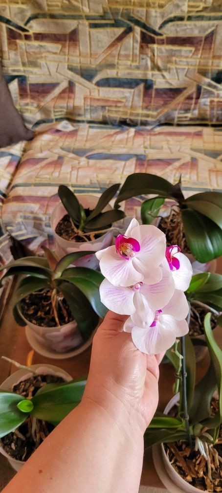 Орхидеи, 15 шт, все разные