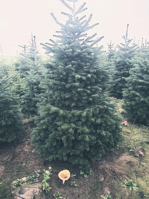 brazi naturali Abies normandian calitate premium 4-5 metri
