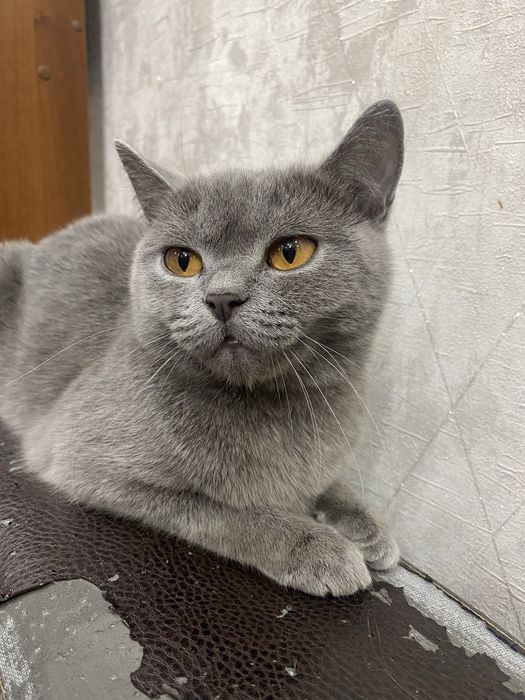 Ищем кота для вязки .срочно!!!