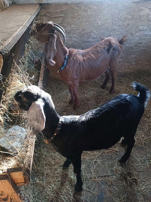 Млада породиста коза