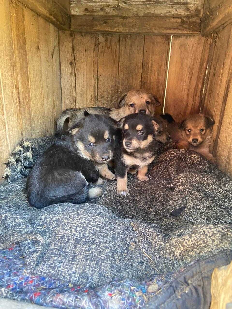 Щенята в добрые руки