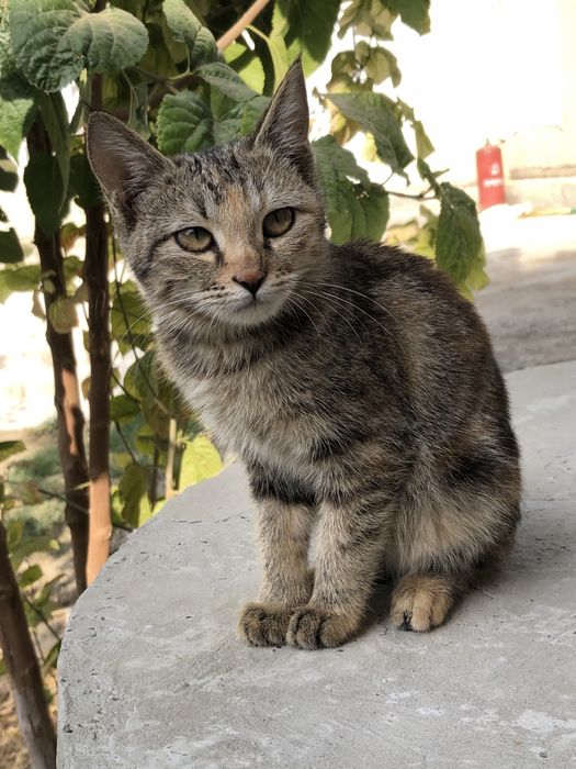 Mushuk qizmishuk. 6 oyli
