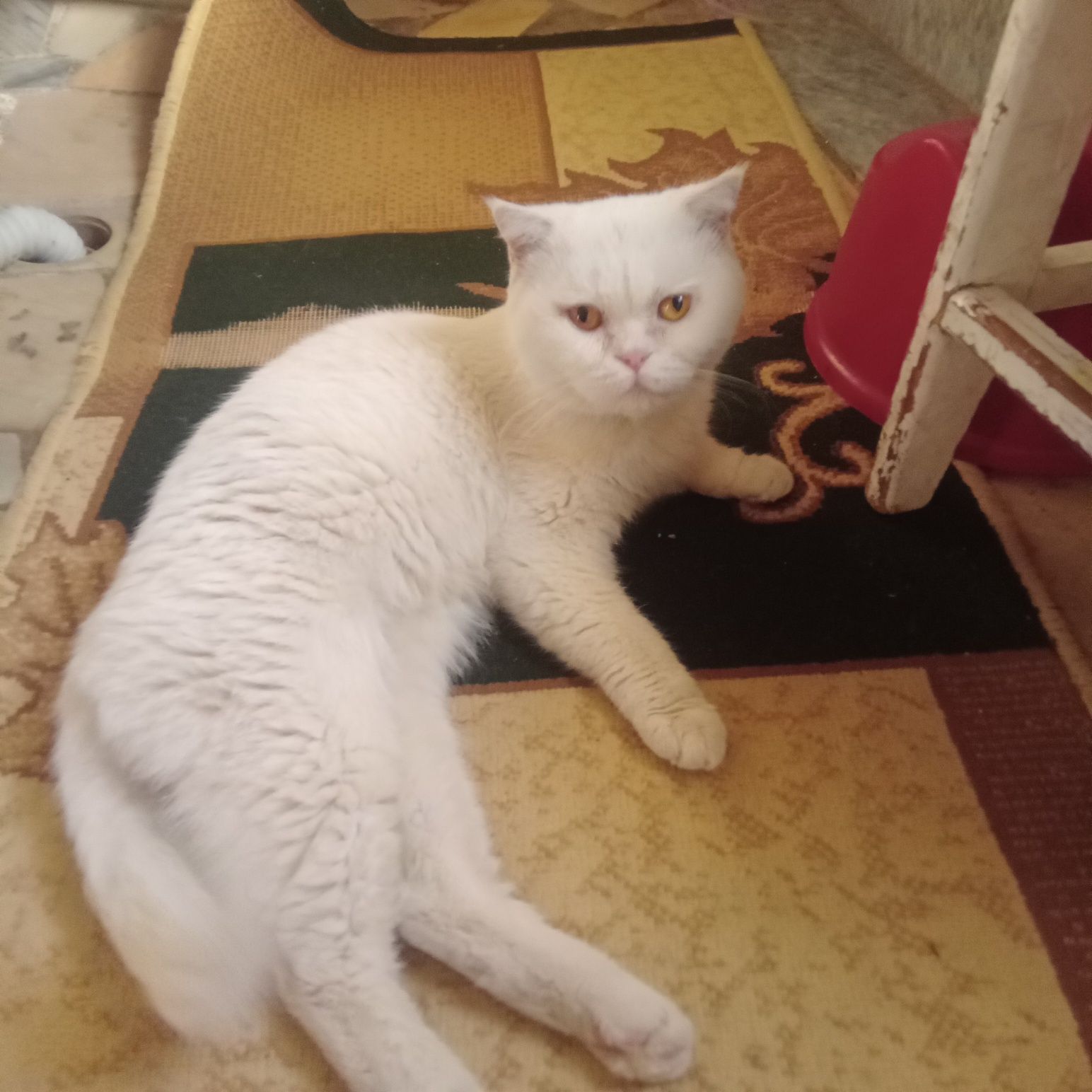 Скотиш страйт ва скотиш фолд  2 ойлик