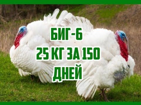 Цыплята супертяжеловесы индеек биг 6
