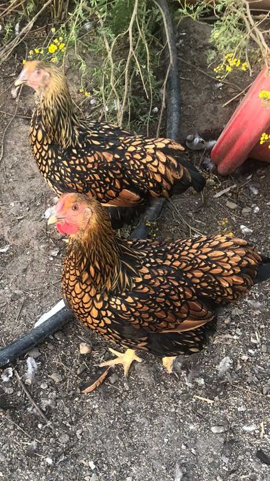 Vand gaini  Plymouth, Wyandotte auriu,Marans  La Bresse,