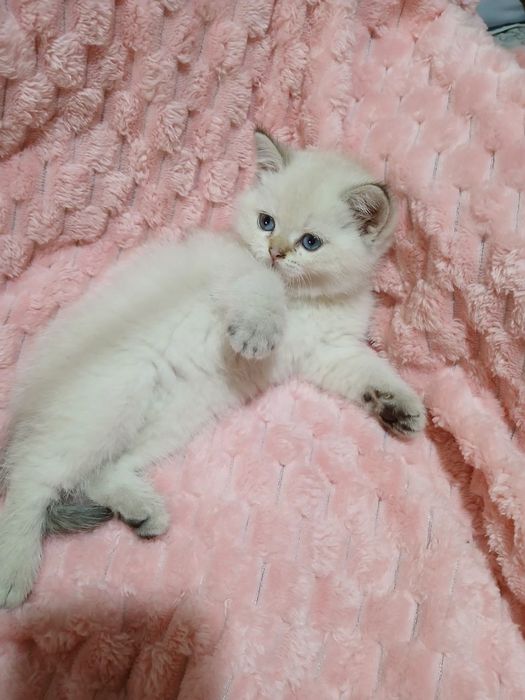 Продаю котят шиншил