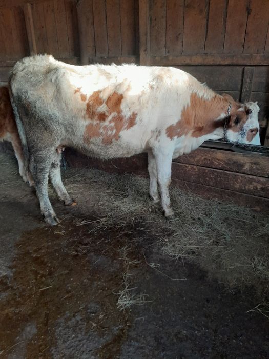 Vând vaca gestanta a2 fatare