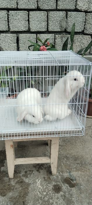 Karlik bolalar sotiladi  qapas  bilan