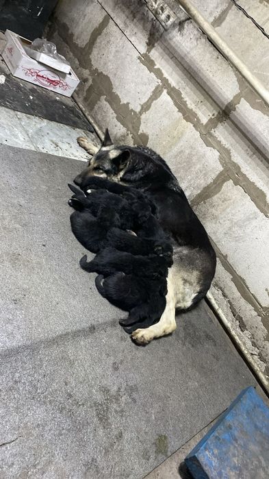 Продам щенков ВЕО 1 месяц