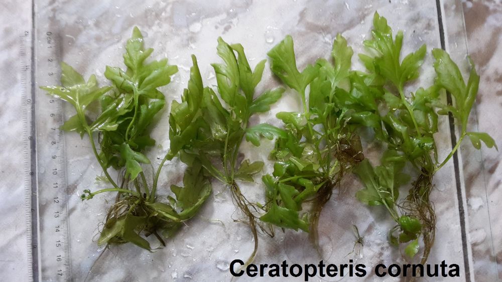 Аквариумни растения