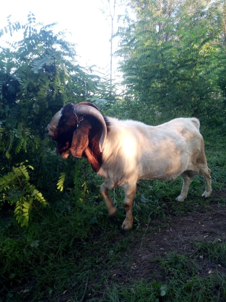 Vând țap boer de 4 ani