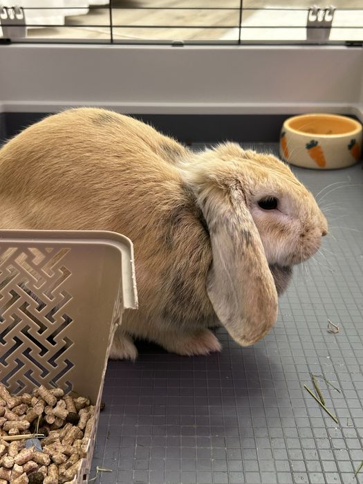 Iepuraş berbec ( lop)