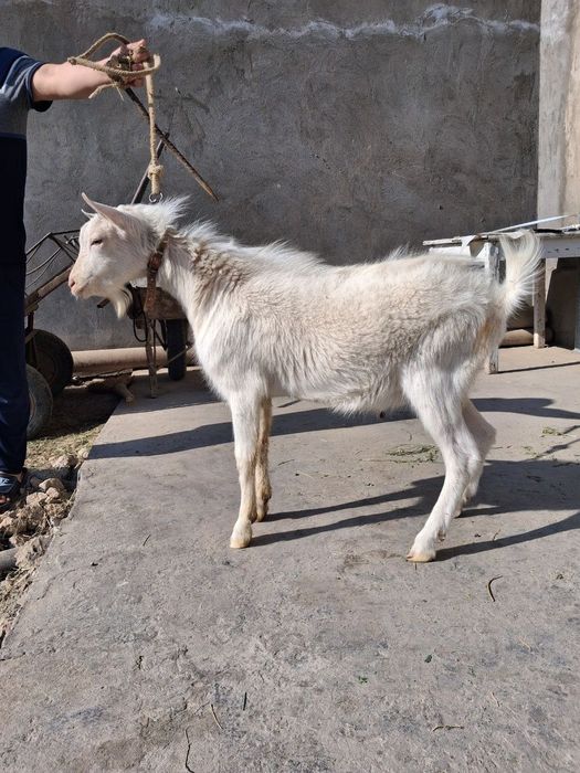 Zanan zotli taka echki